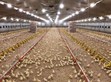 【Success Story】MEAN WELL LED Drivers For Poultry LED Lighting                                                                                         